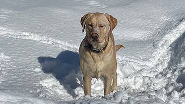 Dogs at Dartmouth