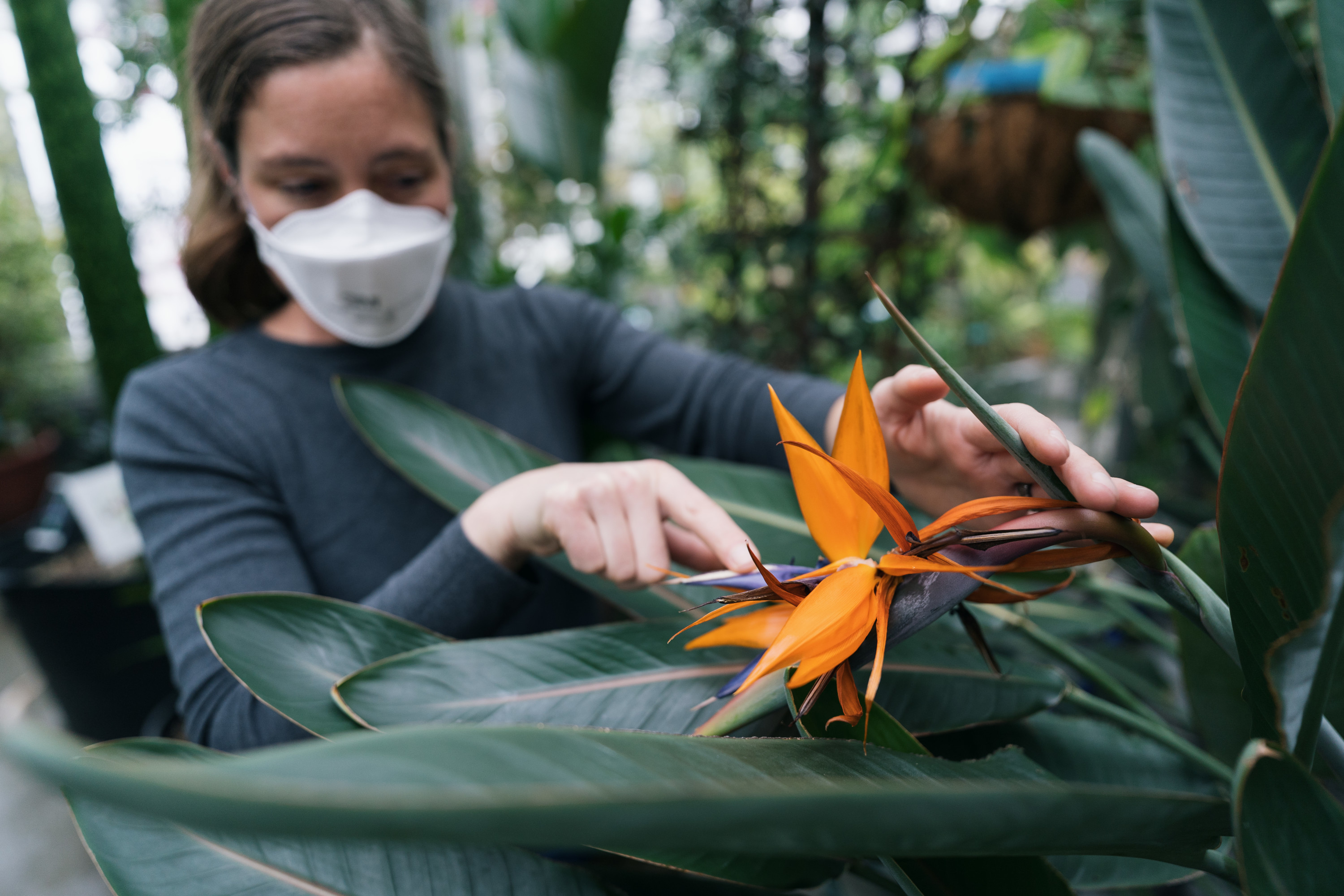 Image of Dana Ozimek discussing bird foot pollination of Strelitzia reginae