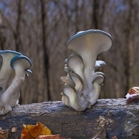 Hop Film: Fantastic Fungi