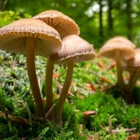 Foraging Walk: Fungi and the Forest - with Dartmouth Sustainability Office