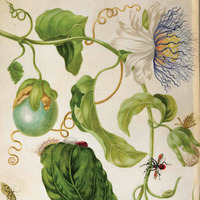 Exhibit: Visionaria Botanica